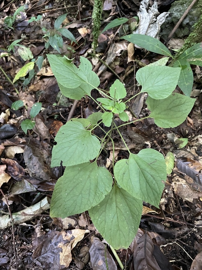 Largeleaf Thoroughwort photo 6
