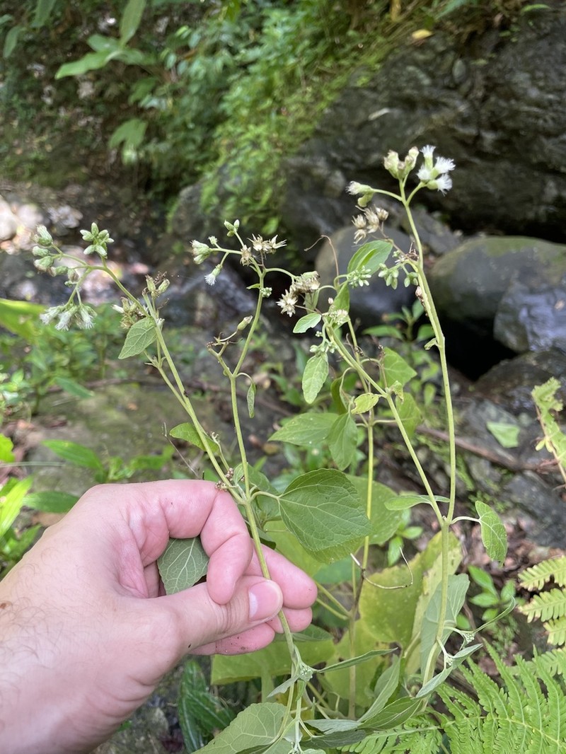 Largeleaf Thoroughwort photo 7