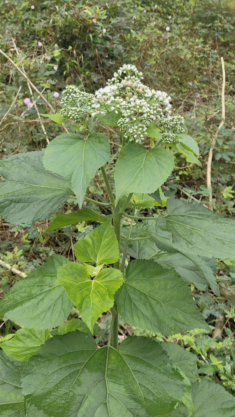 Largeleaf Thoroughwort photo 8