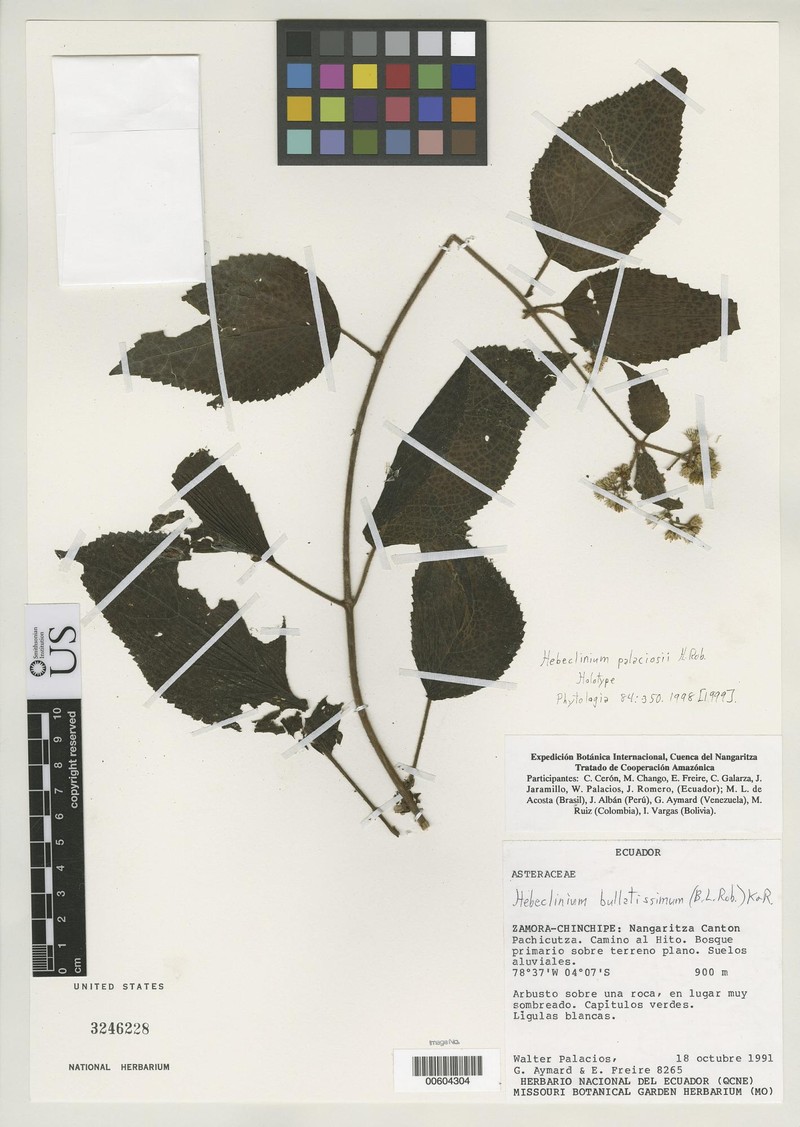 Hebeclinium palaciosii