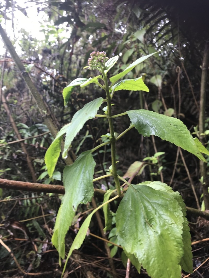 Hebeclinium phoenicticum