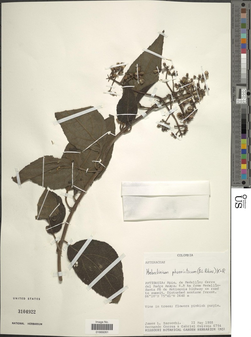 Hebeclinium phoenicticum photo 2
