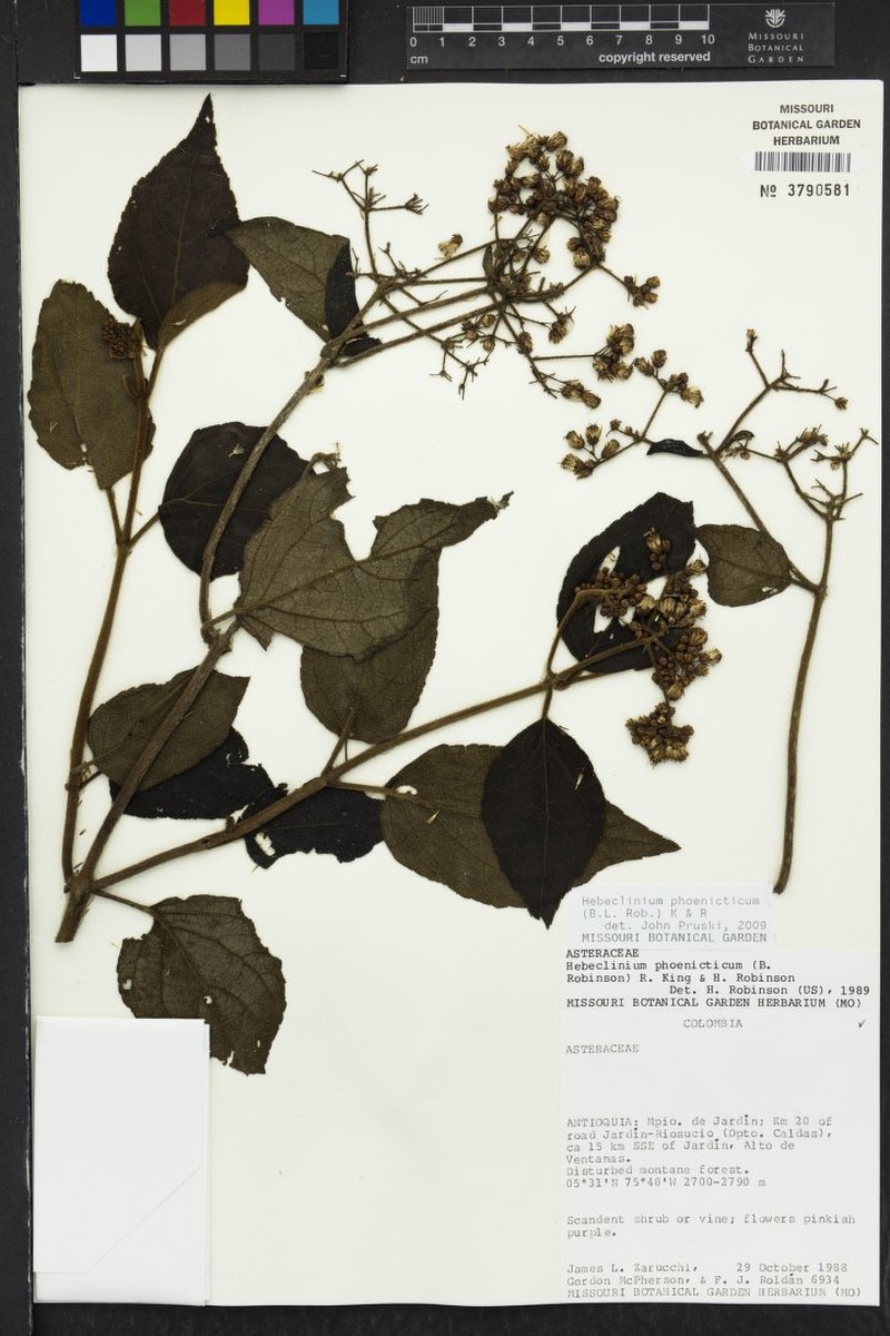 Hebeclinium phoenicticum photo 3