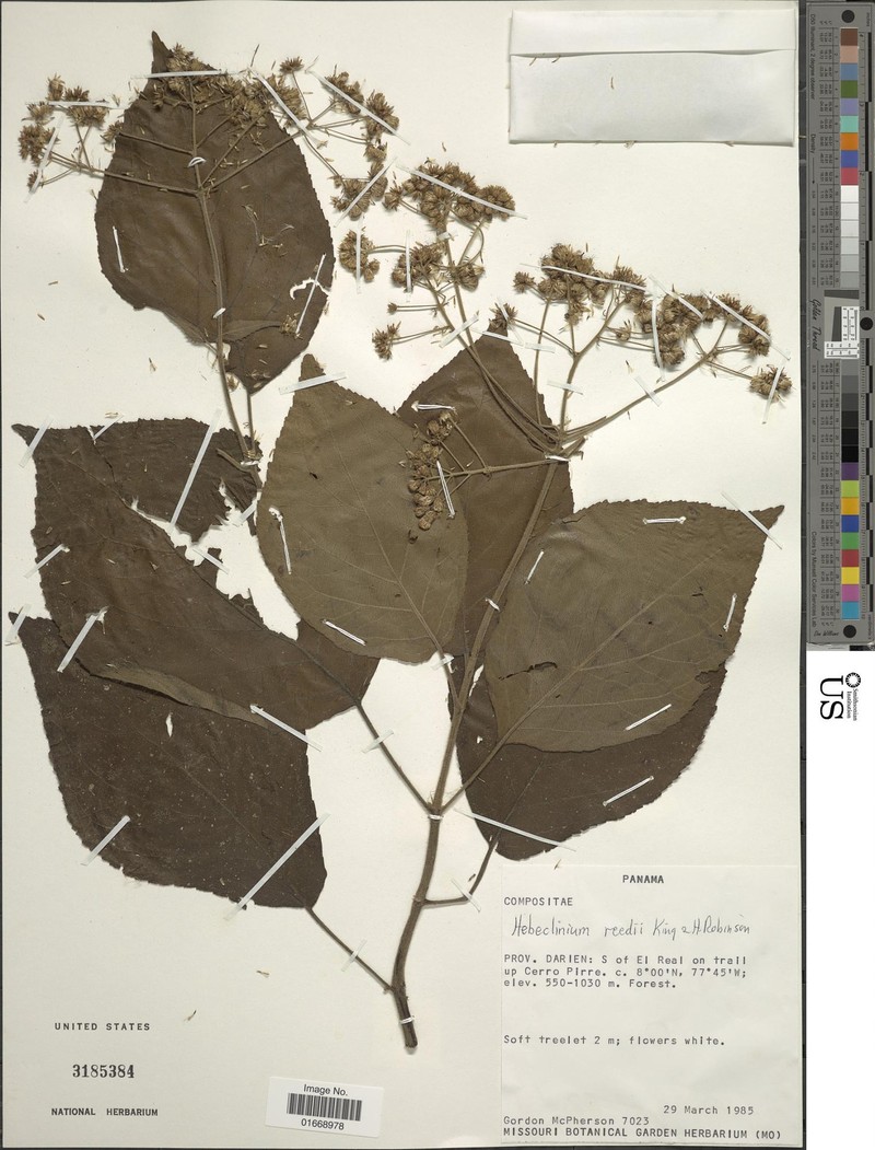 Hebeclinium reedii
