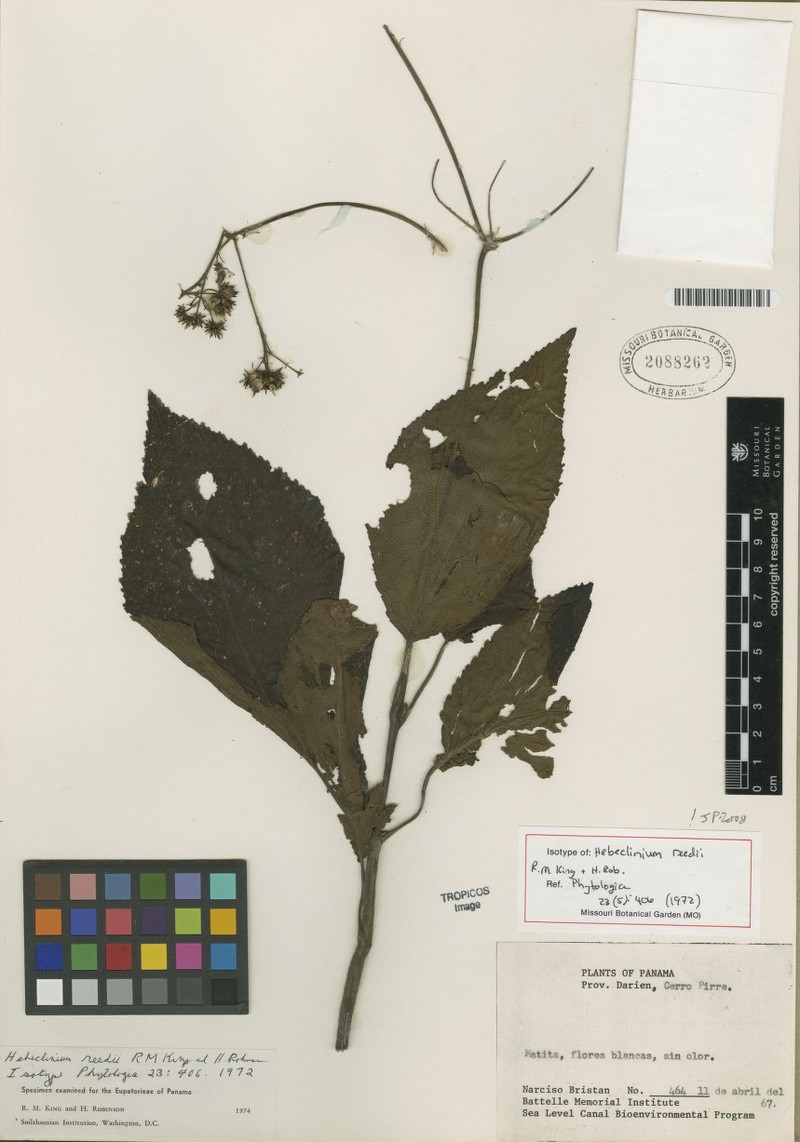 Hebeclinium reedii photo 2
