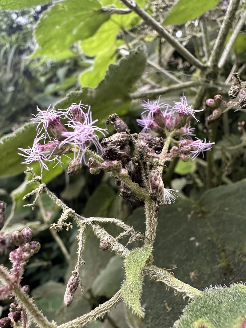 Hebeclinium sericeum