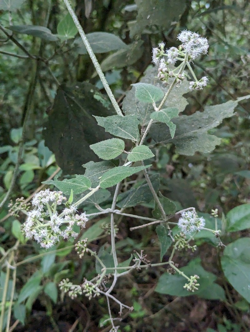 Hebeclinium sericeum photo 2