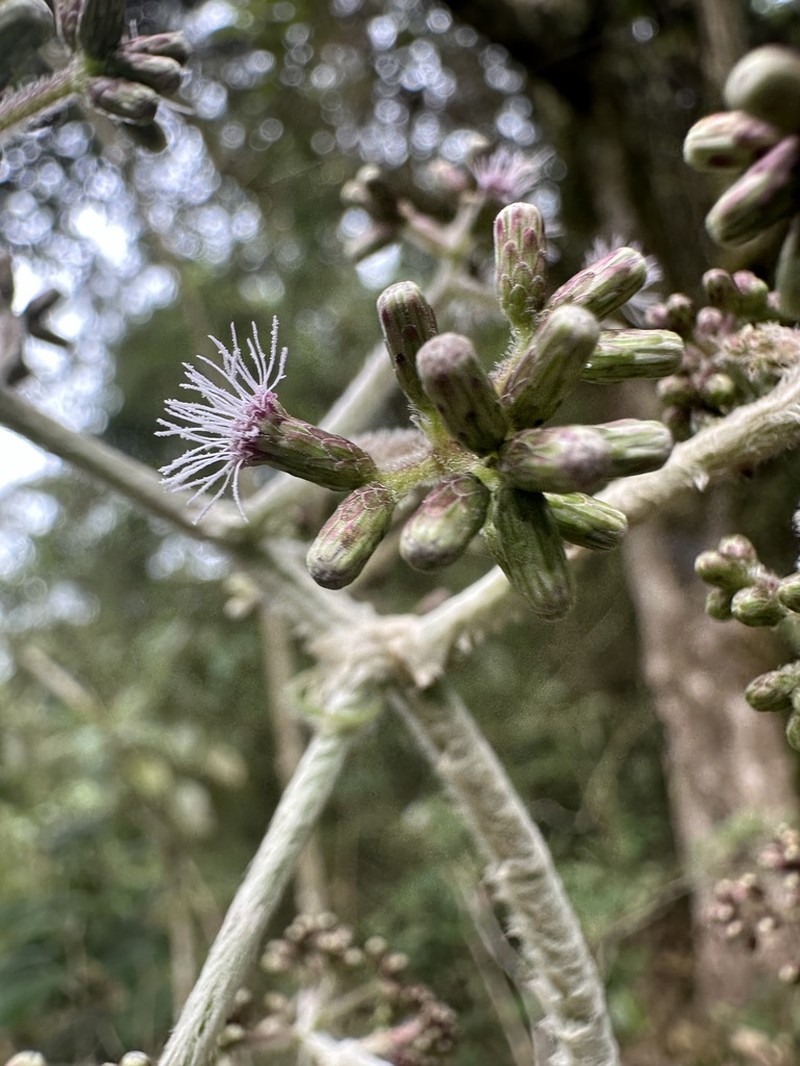 Hebeclinium sericeum photo 3