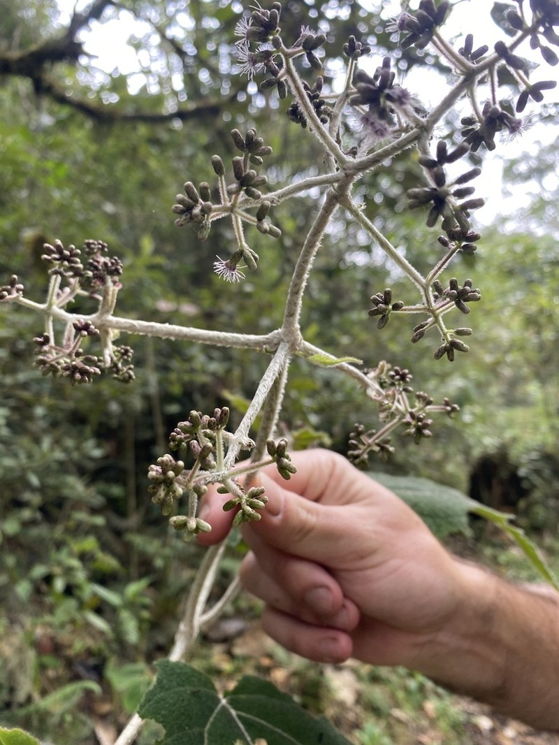 Hebeclinium sericeum photo 4
