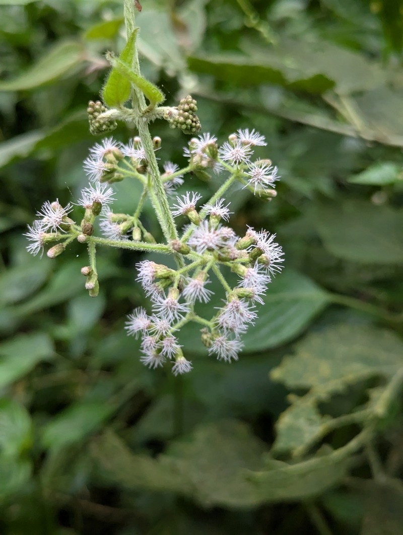 Hebeclinium sericeum photo 5