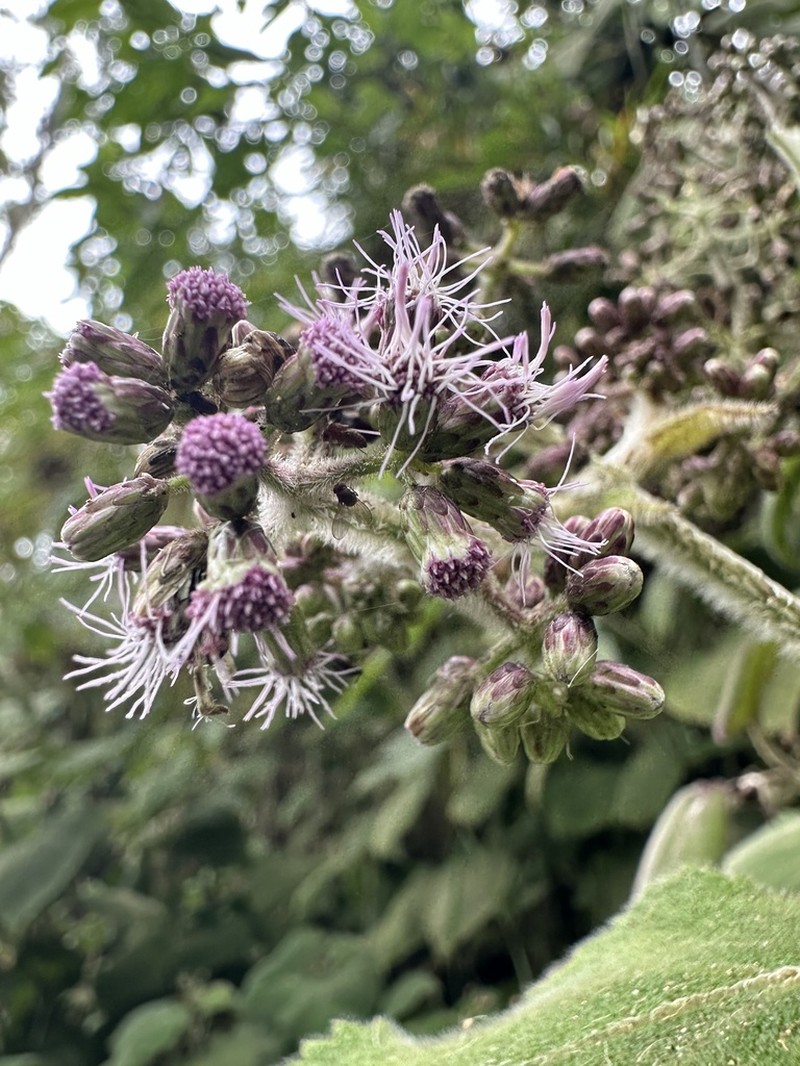 Hebeclinium sericeum photo 6