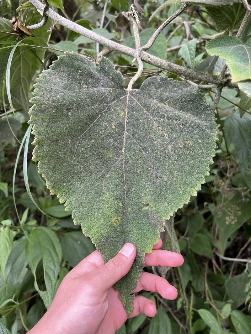 Hebeclinium sericeum photo 7
