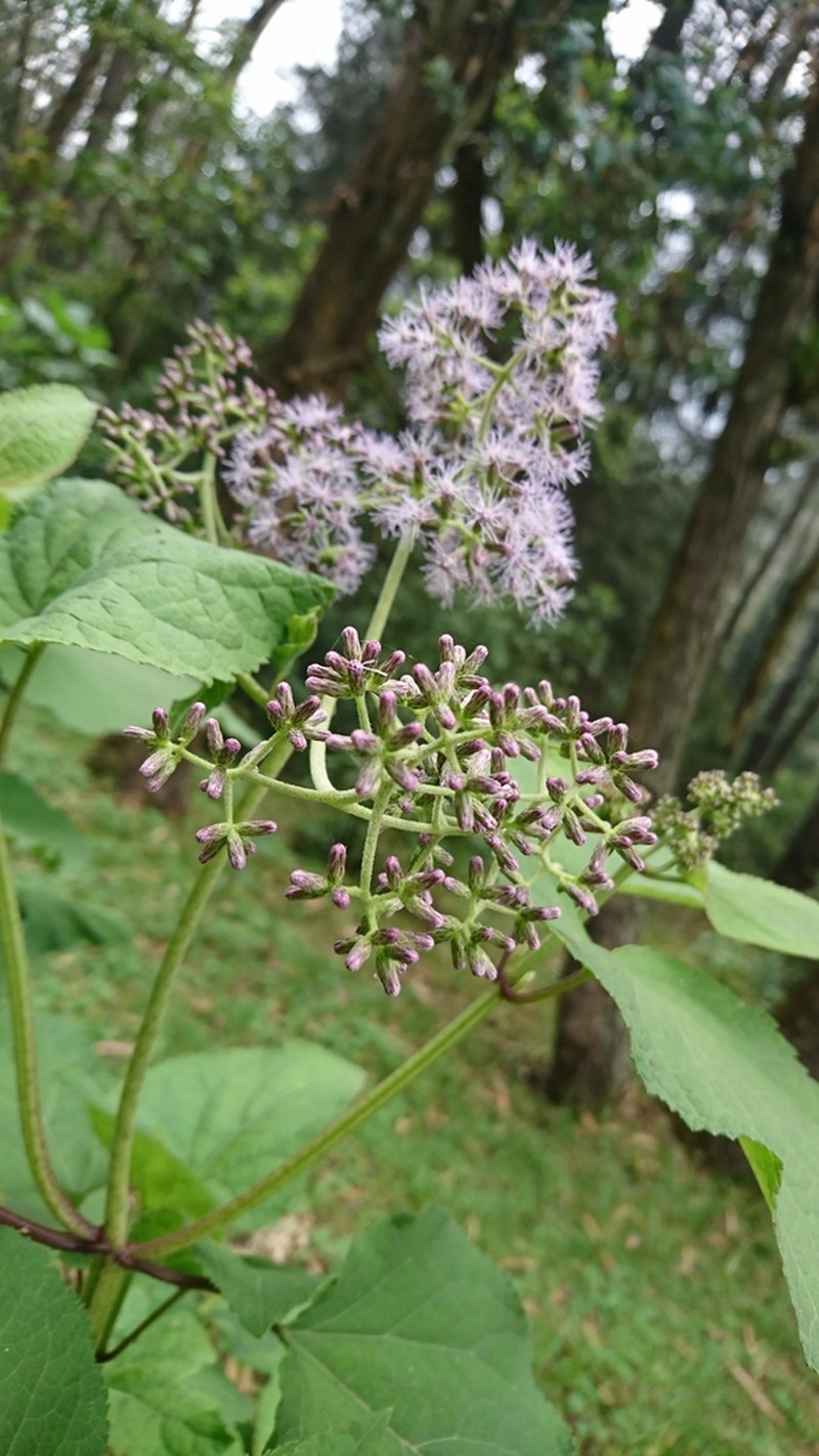 Hebeclinium tetragonum