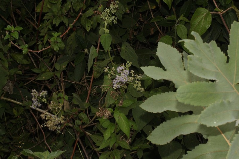 Hebeclinium tetragonum photo 2
