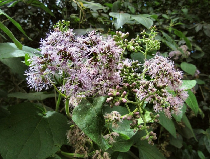 Hebeclinium tetragonum photo 4