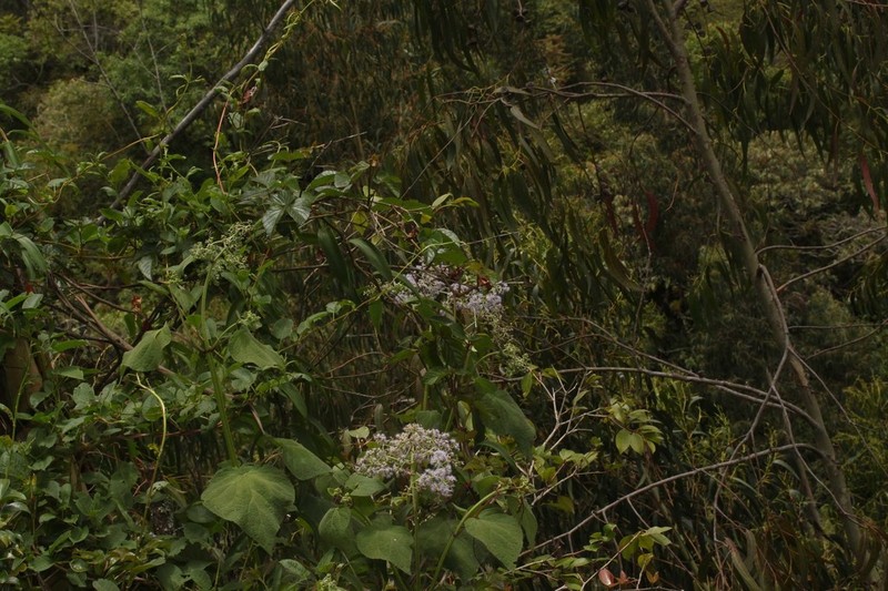 Hebeclinium tetragonum photo 5
