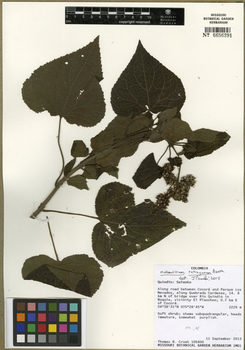 Hebeclinium tetragonum photo 8