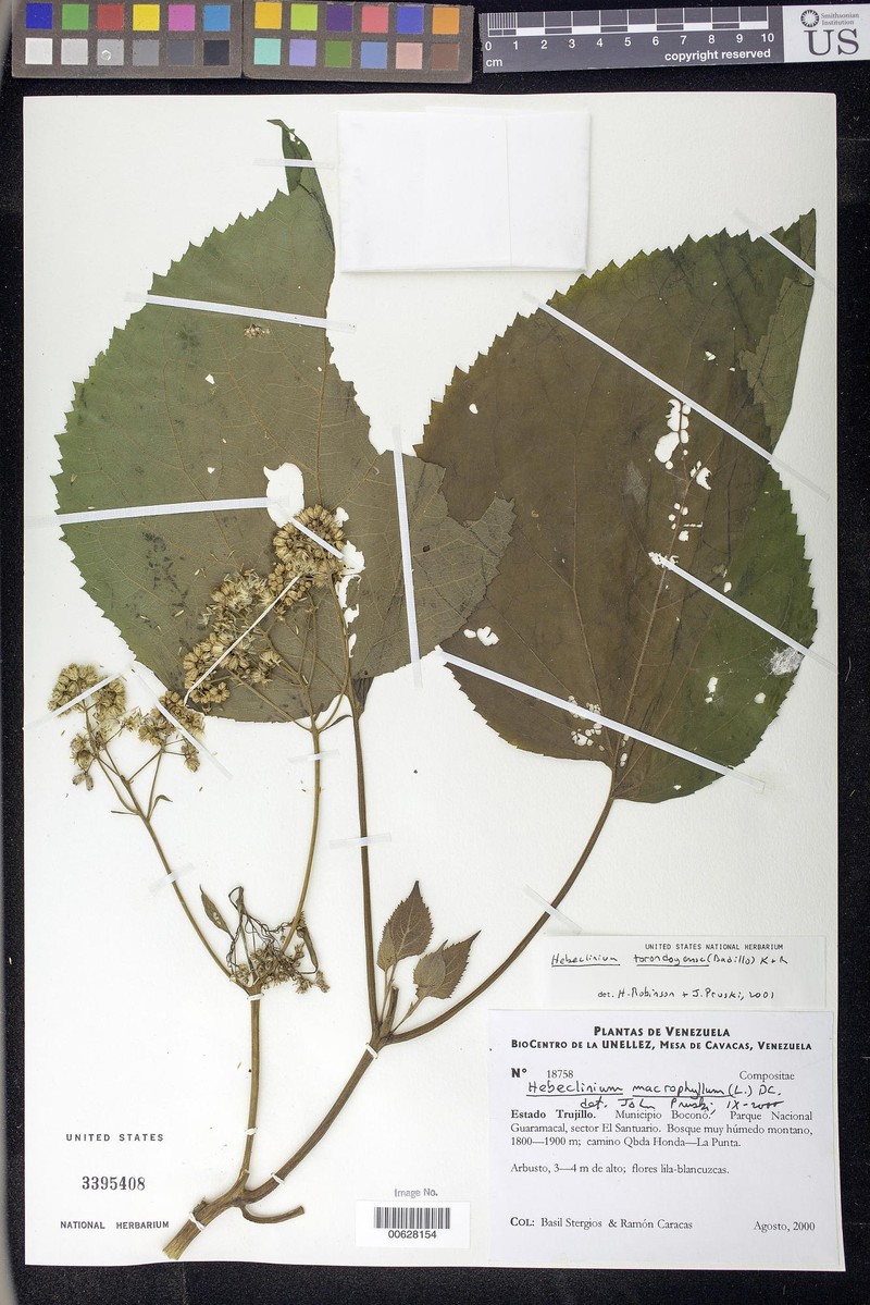 Hebeclinium torondoyense