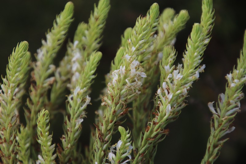 Hebenstretia oatesii subsp. oatesii