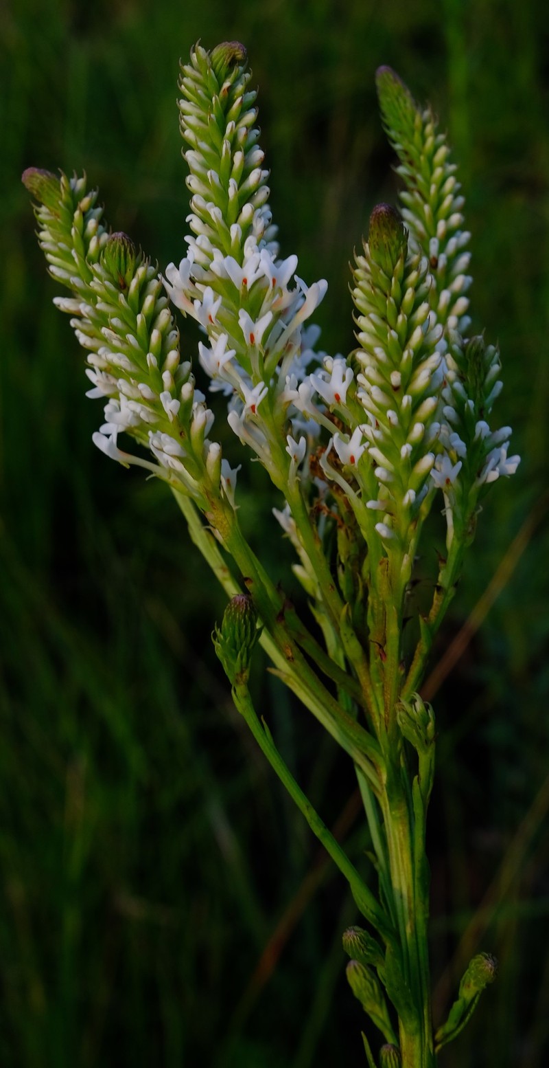 Hebenstretia oatesii subsp. oatesii photo 2