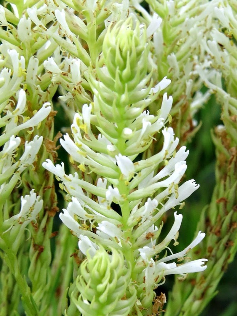 Hebenstretia oatesii subsp. oatesii photo 3