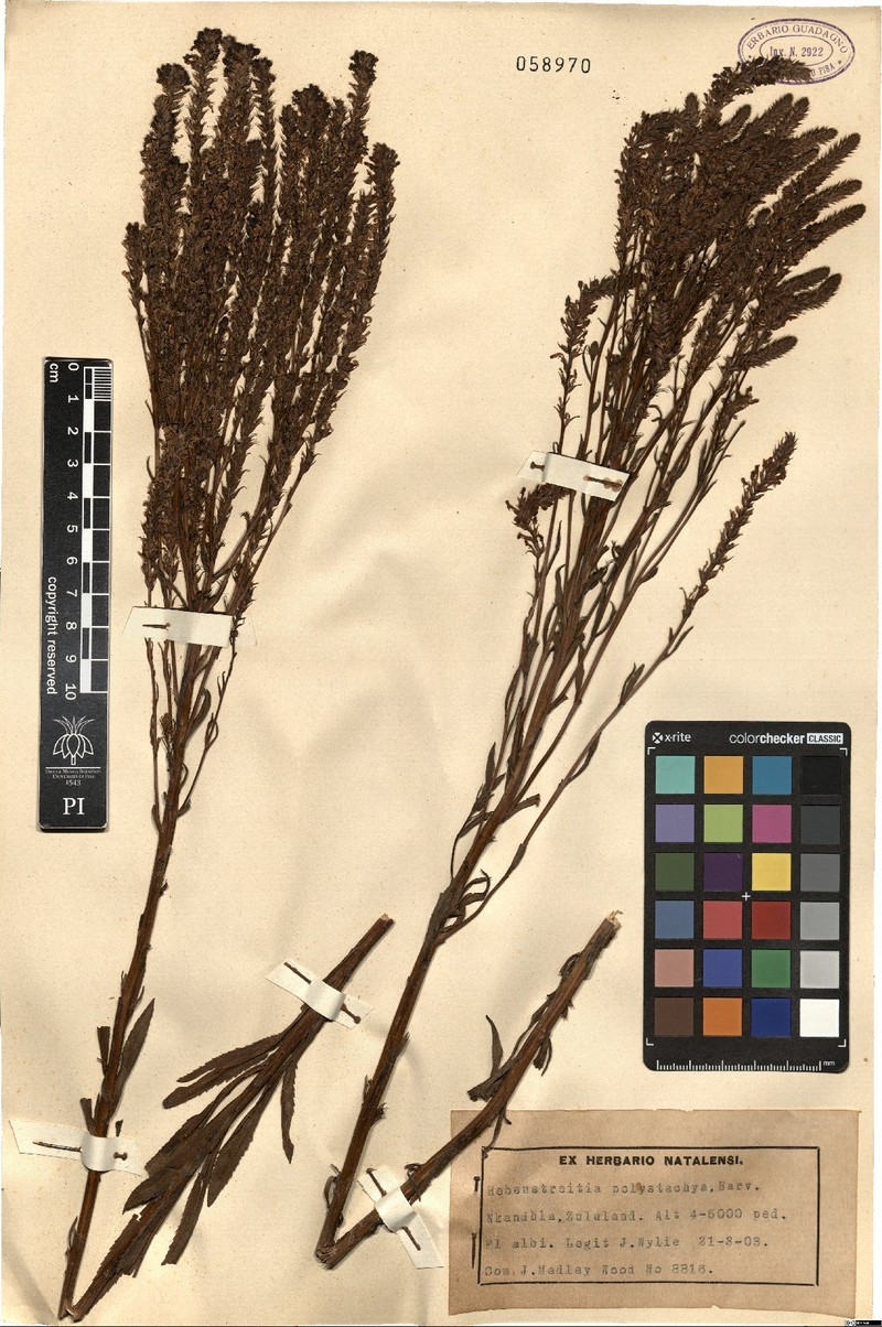Hebenstretia oatesii subsp. oatesii photo 4