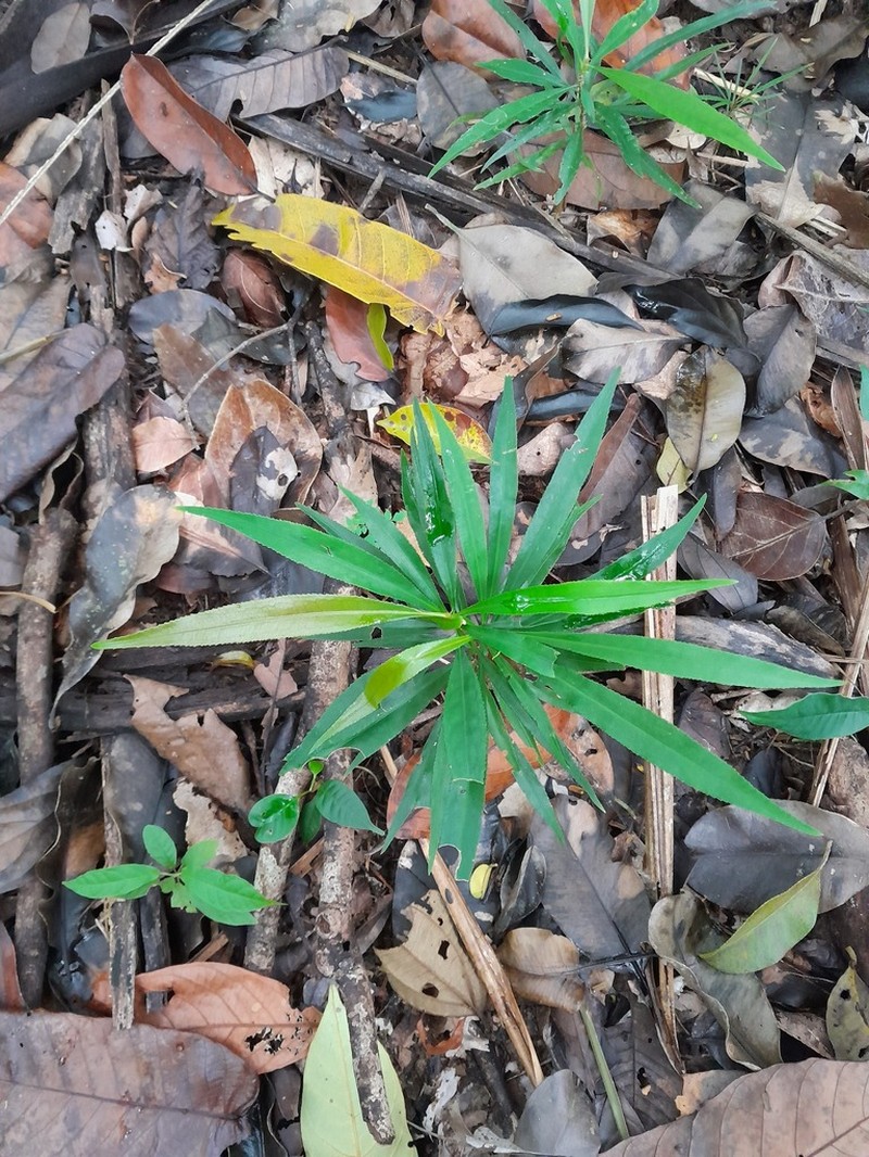 Hebepetalum humiriifolium
