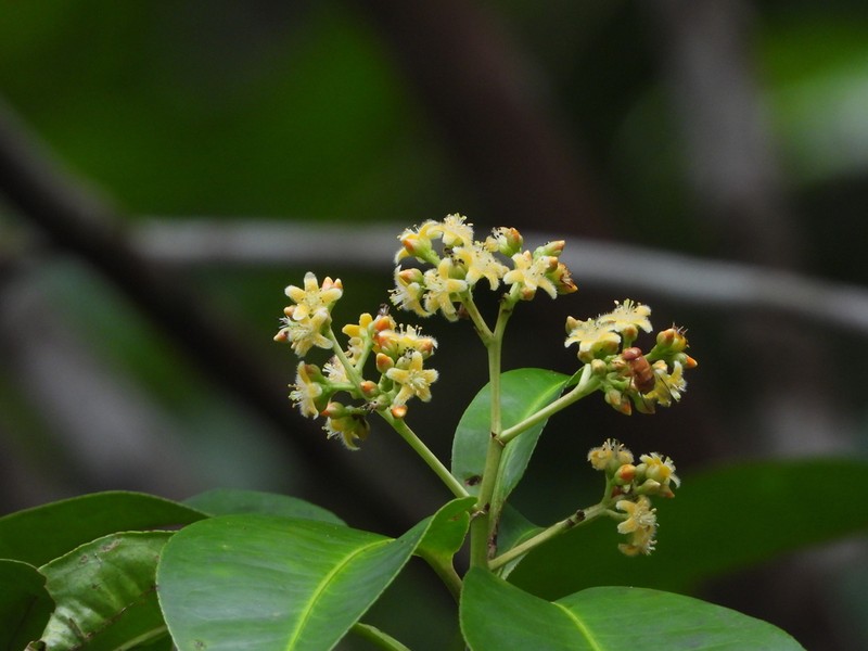 Hebepetalum humiriifolium photo 2