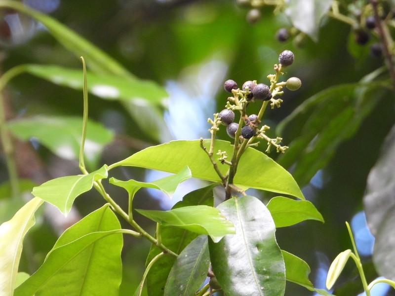 Hebepetalum humiriifolium photo 3