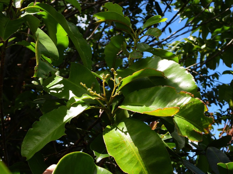 Hebepetalum humiriifolium photo 4