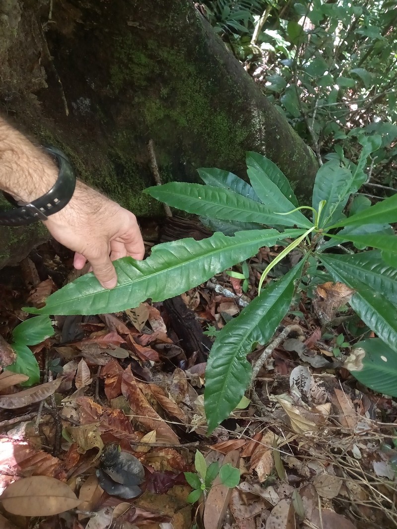 Hebepetalum humiriifolium photo 5