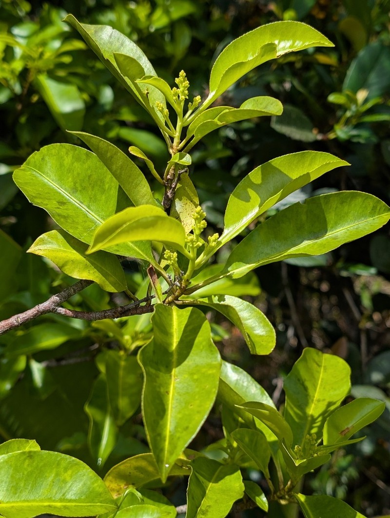 Hebepetalum humiriifolium photo 6