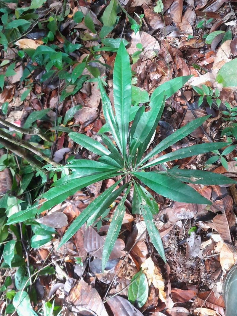 Hebepetalum humiriifolium photo 7