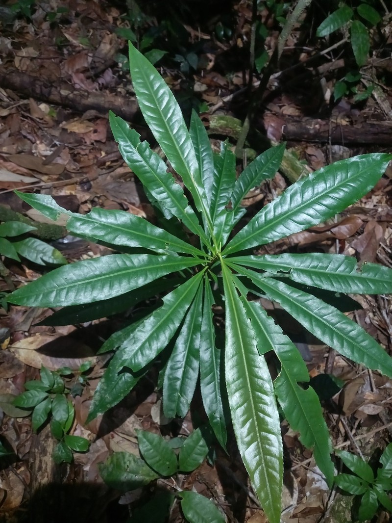 Hebepetalum humiriifolium photo 8