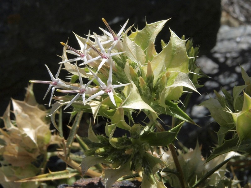Prickleleaf