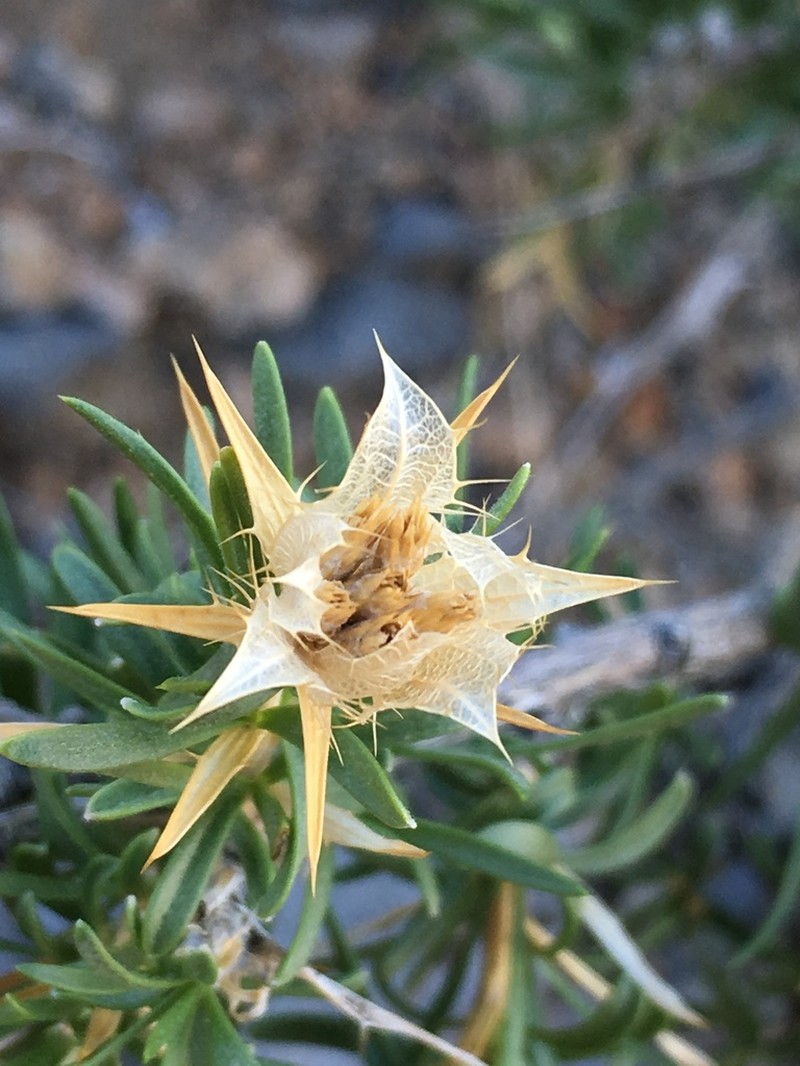 Prickleleaf photo 2