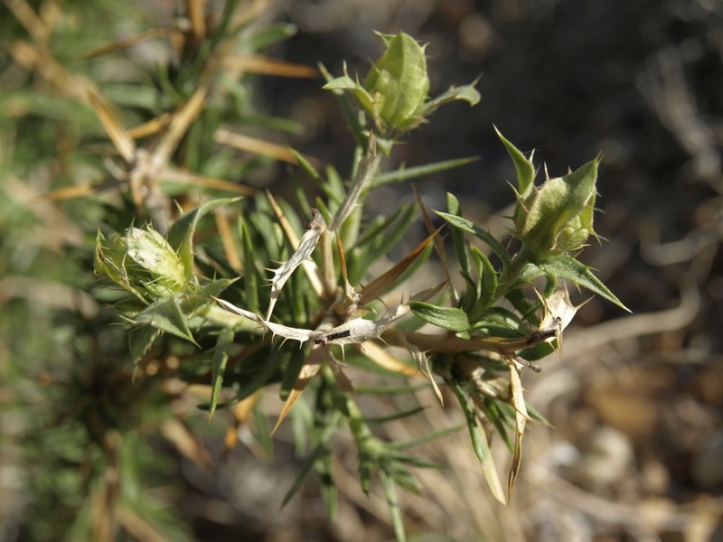 Prickleleaf photo 3