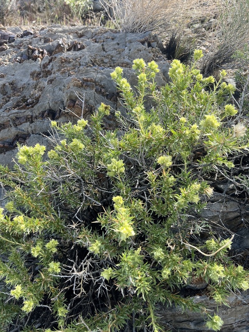Prickleleaf photo 4