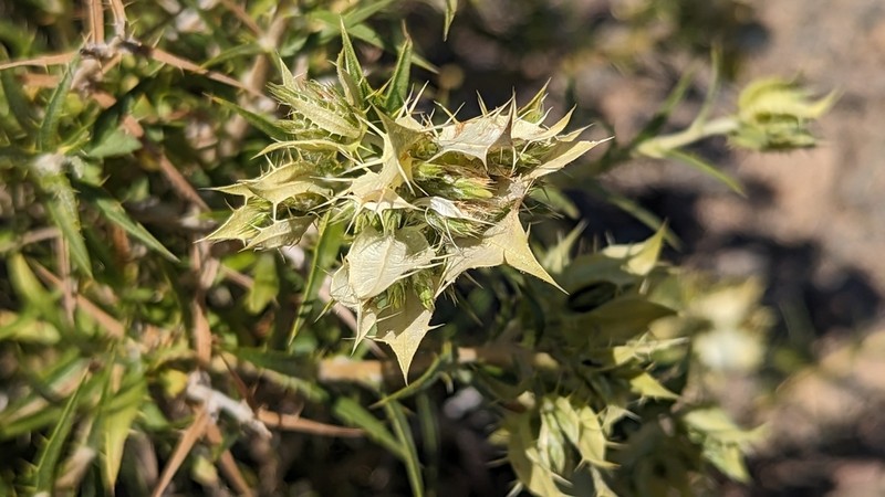 Prickleleaf photo 6