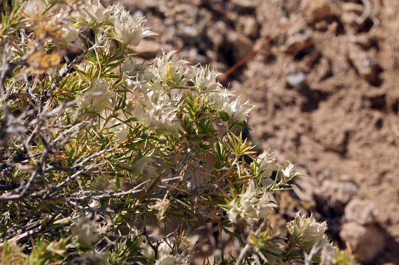 Prickleleaf photo 7