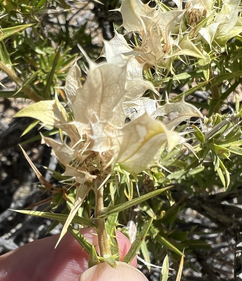Prickleleaf photo 8