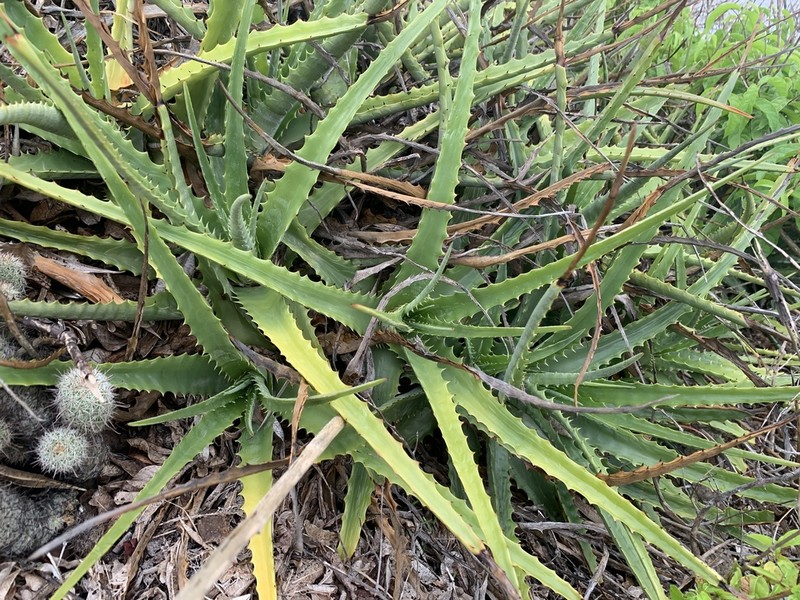 Hechtia costalegrensis