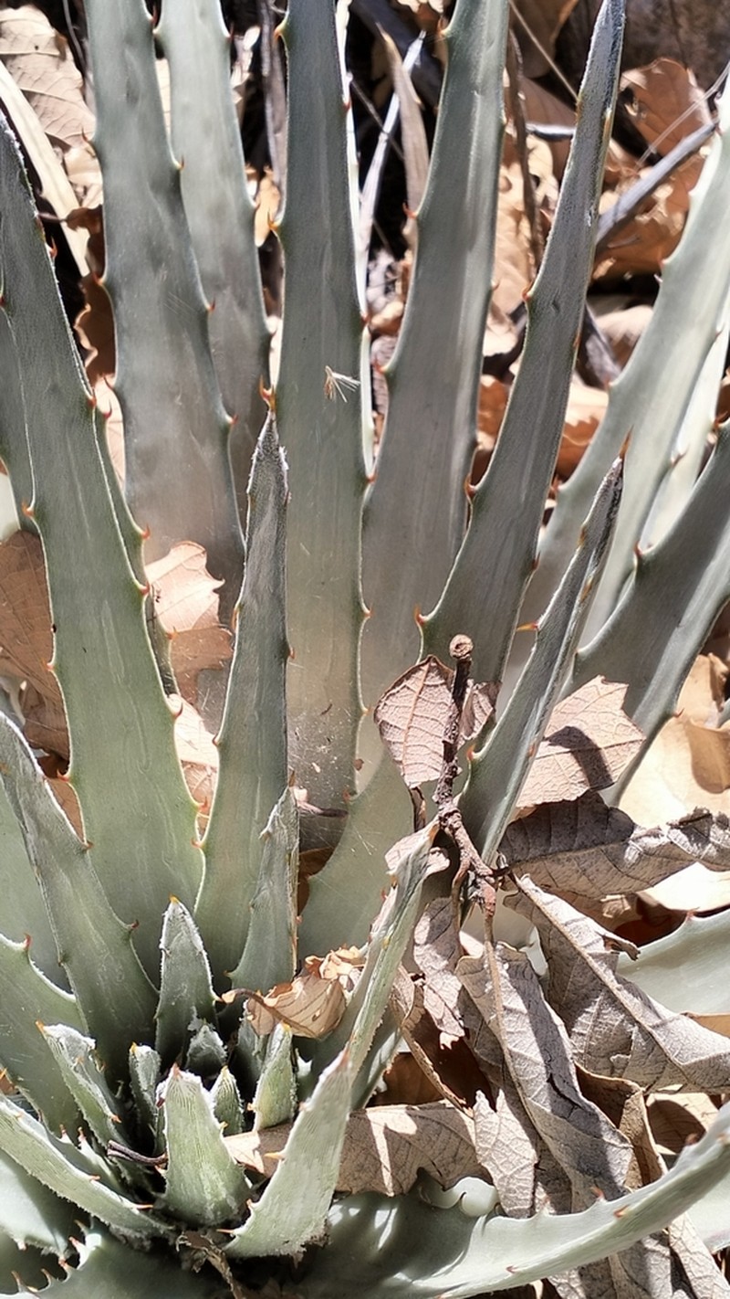Hechtia dasylirioides