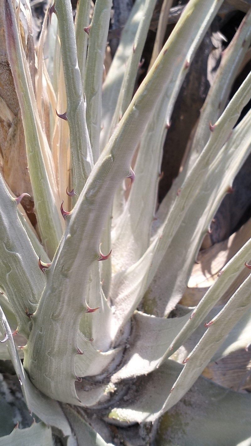Hechtia dasylirioides photo 2