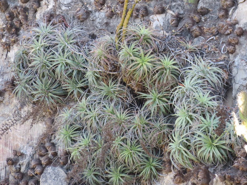 Hechtia elegans photo 4