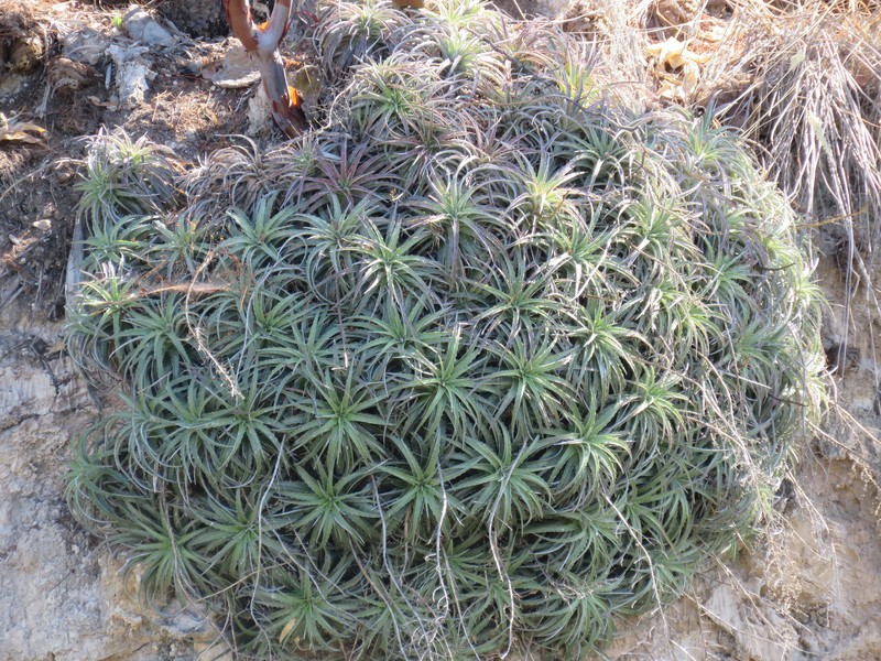 Hechtia elegans photo 5