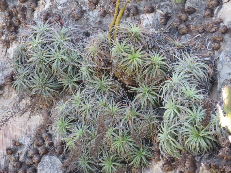 Hechtia elegans photo 6