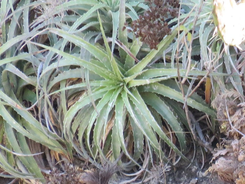Hechtia elegans