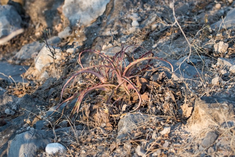 Hechtia medusae