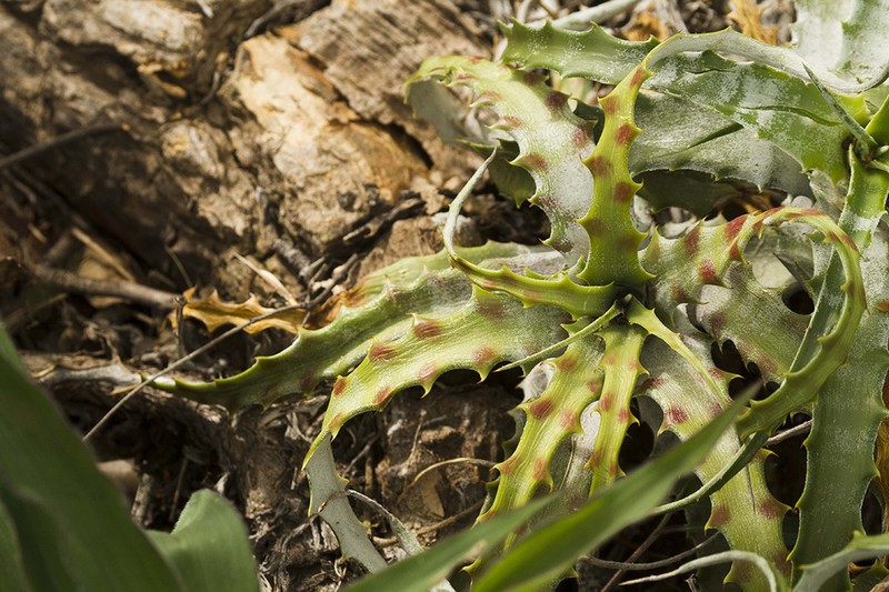 Hechtia medusae photo 3